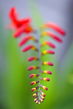 Montbretia, Crocosmia 'Lucifer', branched spike with emerging showy funnel-shaped red flowers isolated in shallow focus against a green and grey background.