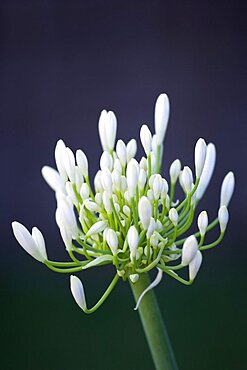 African lily, Agapanthus, white flowers emerging on an umbel shaped flowerhead against a dark background.