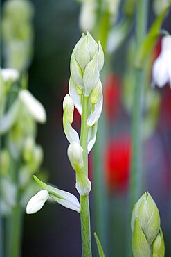 lSummer hyacinth, Galtonia candicans, long green upright stems with emerging pendulous white flowers.