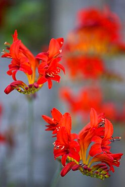 Montbretia, Crocosmia 'Lucifer', branched spike with emerging showy funnel-shaped red flowers isolated in shallow focus against a green and grey background.