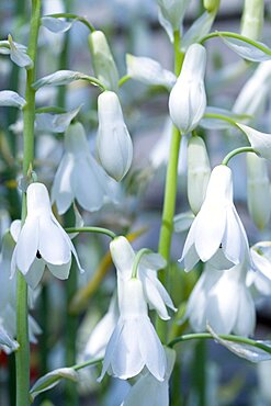 Summer hyacinth, Galtonia candicans, Pendulous white flowers growing on a plant outdoors.