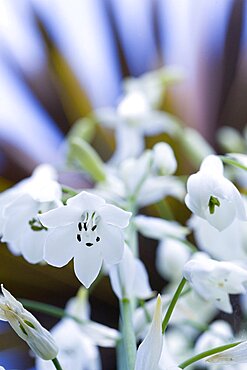 Summer hyacinth, Galtonia candicans, Pendulous white flowers growing on a plant outdoors.