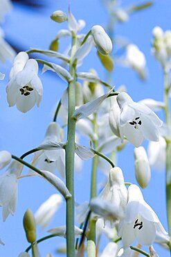 Summer hyacinth, Galtonia candicans, Pendulous white flowers growing on a plant outdoors against a blue sky.