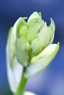 Summer hyacinth, Galtonia candicans, emerging flowers on a single stem.