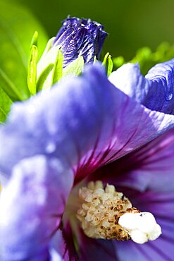 Rose mallow, Hibiscus syriacus 'Blue Bird', purple blue flower and bud growing on a shrub against a green background.