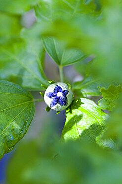 Rose mallow, Hibiscus syriacus 'Blue Bird', purple blue bud opening among green leaves on a shrub.