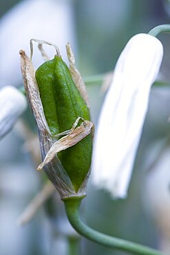 Summer hyacinth, Galtonia candicans, green seed pod on a plant.