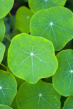 Nasturtium, Tropaeolum majus, close up of green leaves showing the veins.