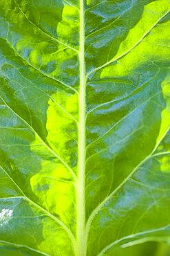 Spinach, Spinacia oleracea, close-up detail of a green vegetable leaf.