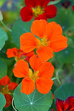 Nasturtium, Tropaeolum majus, close up of orange red flowers against green leaves.