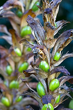 Bear's breeches, Acanthus, green fruit containing seeds on a plant in autumn.