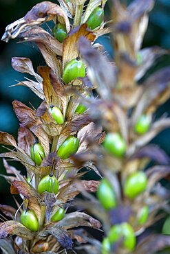 Bear's breeches, Acanthus, green fruit containing seeds on a plant in autumn.