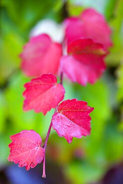 Boston ivy, Parthenocissus tricuspidata, close-up detail of red leaves isolated in shallow focus on the climbing plant against green leaves.