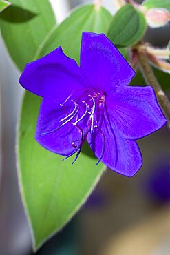 Glory bush, Tibouchina urvilleana, purple flower with prominent stamen on an evergreen shrub.