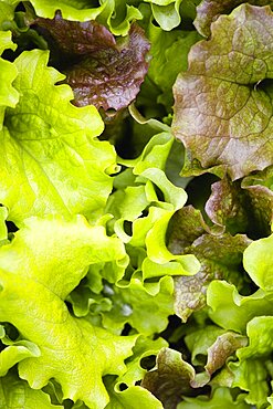 Lettuce, Lactuca sativa, close-up of mixed varieties of the green leaf salad vegetable.