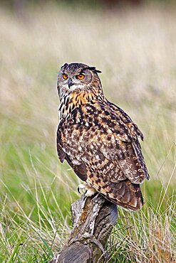 Animals, Birds, Owl, European Eagle Owl, Bubo bubo, Perched on log in moorland, Suth West, England, UK.