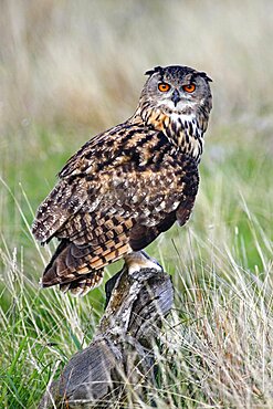 Animals, Birds, Owl, European Eagle Owl, Bubo bubo, Perched on log in moorland, Suth West, England, UK.