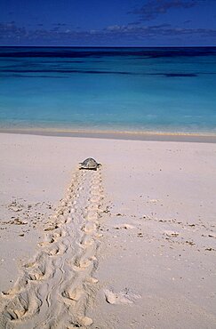 SEYCHELLES  Bird Island View from sandy beach of a Hawksbill turtle returning to the sea after laying her eggs