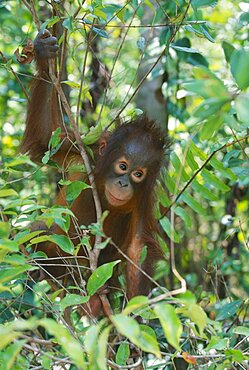 WILDLIFE Apes Orang Utans Baby Orang Utan  pongo pygmaeus  at rehabilitation centre in Borneo