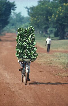 UGANDA  Transport Man transporting bananas on bike for Mtoke a traditional Food dish.