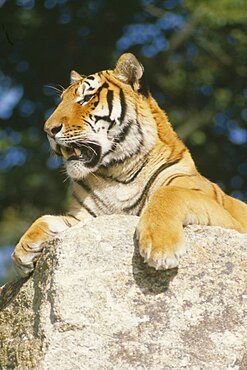 WILDLIFE Big Game  Cats Siberian Tiger  panthera tigris altaica  lying on rock