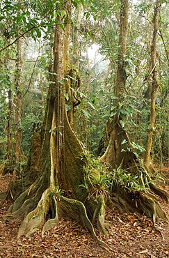 BELIZE  General Cockscomb Basin Wildlife Sanctuary.  Buttress roots of Rainforest Kaway Tree in area of seasonally flooded forest. Pterocarpus officinalis