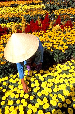 VIETNAM  Mekong Delta Woman in flower garden