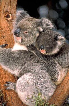 AUSTRALIA  Animals Koala bear and baby Phascolarctos