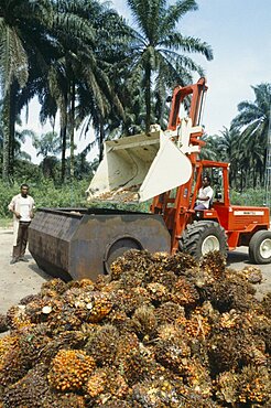 NIGERIA  Industry Oil palm fruit arriving at processing plant. African Nigerian Western Africa