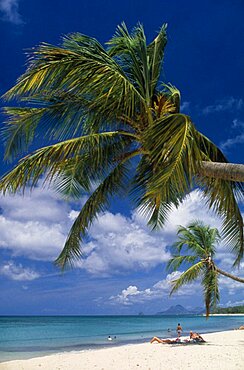 Dominica  Landscape Beach with overhanging Palm tree