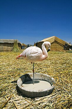 BOLIVIA La Paz Lake Titicaca Uros Floating Islands. Captive flamingo standing on one leg  alone in a pool of water.