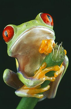 NATURAL HISTORY Amphibian Frog Red-eyed Tree Frog