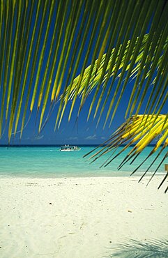 WEST INDIES Jamaica Negril Beach and waters edge through coconut palm tree with tourist boat going past