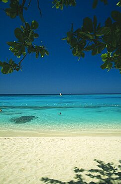 WEST INDIES Jamaica Montego Bay Beach through mangrove trees with swimmers in shallow water and windsurfer out at sea