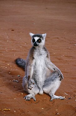 MADAGASGAR  Berenty Reserve Ring tailed Lemur sat on ground Lemur Catta