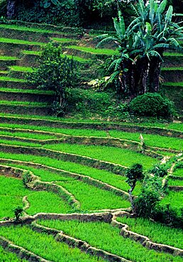 SRI LANKA  Matale region This region of Sri Lanka lies north of the hill country. It is one of the driest parts of the island  but also produces a large quantity of rice for export. Paddy Field Rice Paddies