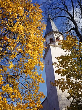 LATVIA  Sigulda White painted church tower framed by trees with yellow Autumn leaves.