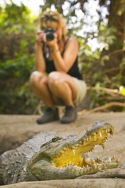 THE GAMBIA  Bakua Tourist photographing a crocodile in the Kachikaly Crocodile Pool  a sacred site for local people Travel Africa The Gambia crocodile wildlife teeth threatening danger African Gambian Western Africa