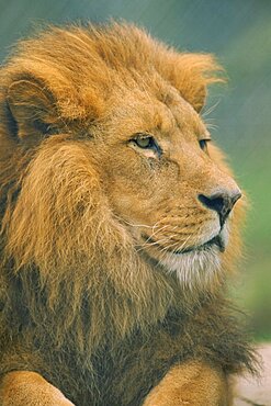 WILDLIFE Big Game Cats Male Lion  panthera leo  portrait