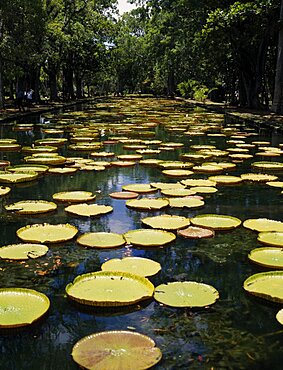 MAURITIUS North Pamplemousses Pamplemousse Botanical Gardens. Giant Water Lilies