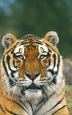 WILDLIFE Big Game Cats Siberian Tiger  panthera tigris altaica  portrait