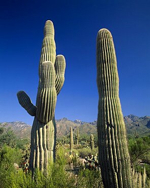 Saguaro Cacti growing amongst other vegetation in semi desert landscape, Cloudless blue sky above , Arizona, United States of America