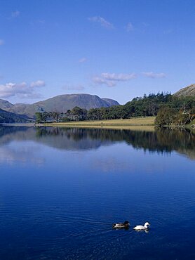 Buttermere, View north-west with tree covered landscape reflected in lake and pair of ducks on water in the foreground, Lake District, Cumbria, England, United Kingdom