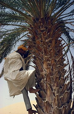 Man climbing date palm with bare feet, Algeria