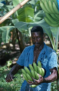 Man cutting bunch of bananas on plantation, River Dorﾎe, St Lucia