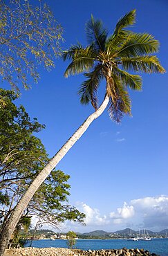 Pigeon Island National Historic Park Single coconut palm tree on beach with Rodney Bay beyond, Gros Islet, St Lucia