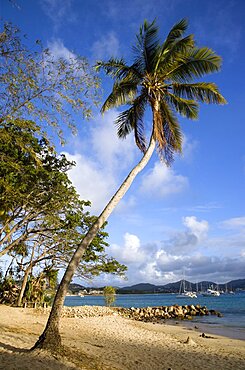 Single coconut palm tree on Pigeon Island National Historic Park beach, Gros Islet, St Lucia