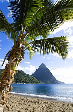 Soufriere Beach lined with coconut palm trees with the town and the volcanic plug mountain of Petit Piton beyond, Soufriere, St Lucia