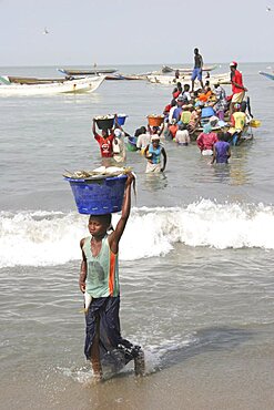 Tanji coast, Women carrying bowls full of fish on their heads through shallow water from fishing boats to beach and the fish market, The Gambian fishing industry is the second largest in Africa, Tanji, Western Gambia, The Gambia