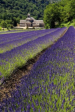 View towards Abbaye Notre Dame de Senanque over field of lavender, Provence, France, Europe